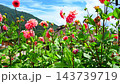 大内宿　ダリア 143739719