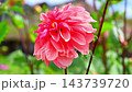 大内宿　ダリア 143739720