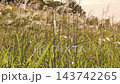 Wild grasses: Japanese pampas grass plumes & goldenrod: Yodogawa River embankment: Hirakata City, Osaka Prefecture 143742265