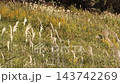 野生草類：日本蒲葦穗與金雞菊：淀川溪堤：大阪府枚方市 143742269