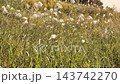 Wild grasses: Japanese pampas grass plumes & goldenrod: Yodogawa River embankment: Hirakata City, Osaka Prefecture 143742270