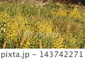 Wild grasses: Japanese pampas grass plumes & goldenrod: Yodogawa River embankment: Hirakata City, Osaka Prefecture 143742271