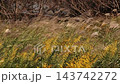 Wild grasses: Japanese pampas grass plumes & goldenrod: Yodogawa River embankment: Hirakata City, Osaka Prefecture 143742272