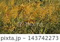 Wild grasses: Japanese pampas grass plumes & goldenrod: Yodogawa River embankment: Hirakata City, Osaka Prefecture 143742273