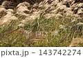 Wild grasses: Japanese pampas grass plumes & goldenrod: Yodogawa River embankment: Hirakata City, Osaka Prefecture 143742274