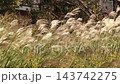 Wild grasses: Japanese pampas grass plumes & goldenrod: Yodogawa River embankment: Hirakata City, Osaka Prefecture 143742275