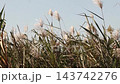 Wild grass: Reeds (reed spikes): Yodogawa Riverbank: Hirakata City, Osaka Prefecture 143742276