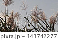 Wild grass: Reeds (reed spikes): Yodogawa Riverbank: Hirakata City, Osaka Prefecture 143742277