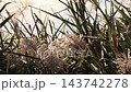 Wild grass: Reeds (reed spikes): Yodogawa Riverbank: Hirakata City, Osaka Prefecture 143742278