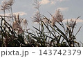 Wild grass: Reeds (reed spikes): Yodogawa Riverbank: Hirakata City, Osaka Prefecture 143742379