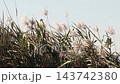 Wild grass: Reeds (reed spikes): Yodogawa Riverbank: Hirakata City, Osaka Prefecture 143742380
