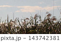Wild grass: Reeds (reed spikes): Yodogawa Riverbank: Hirakata City, Osaka Prefecture 143742381