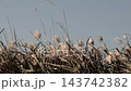 Wild grass: Reeds (reed spikes): Yodogawa Riverbank: Hirakata City, Osaka Prefecture 143742382