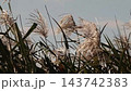 Wild grass: Reeds (reed spikes): Yodogawa Riverbank: Hirakata City, Osaka Prefecture 143742383