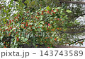 Ripe red berries hang among green leaves on tree branches in wooded setting, offering natural seasonal detail, botanical texture, and vertical outdoor footage for backgrounds and nature projects video Ripe red berries hang among green leaves on tree branches in wooded setting, offering natural seasonal detail, botanical texture, and vertical outdoor footage for backgrounds and nature projects video 143743589