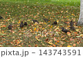 Flock of wild birds foraging across grassy park ground covered with colorful autumn leaves, showing seasonal wildlife, natural habitat, outdoor ecology, and fall landscape background video video Flock of wild birds foraging across grassy park ground covered with colorful autumn leaves, showing seasonal wildlife, natural habitat, outdoor ecology, and fall landscape background video video 143743591