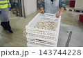 Woman pushing stacked crates of razor clams in a cannery 143744228