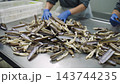 Female workers manually processing fresh razor clams in a cannery 143744235
