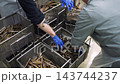 Factory workers washing fresh razor clams in a cannery 143744237