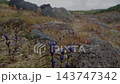 岩場のリンドウ 143747342