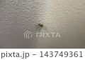 Small spider crawling on vertical flat surface Small spider crawling on vertical flat surface 143749361