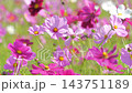 コスモス満開です 143751189