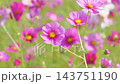 コスモス満開です 143751190