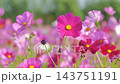 コスモス満開です 143751191