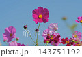 コスモス満開です 143751192