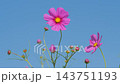 コスモス満開です 143751193