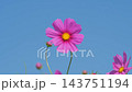 コスモス満開です 143751194