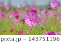コスモス満開です 143751196