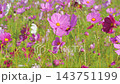 コスモス満開です 143751199