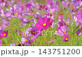 コスモス満開です 143751200