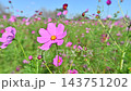 コスモス満開です 143751202