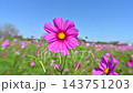 コスモス満開です 143751203