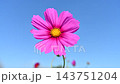 コスモス満開です 143751204
