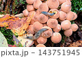 Two slugs slowly crawl across the forest floor 143751945
