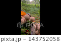 A slug crawls over puffballs on the forest floor 143752058