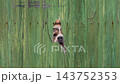 A curious dog looking and barking through a hole in a green weathered wooden fence. 143752353