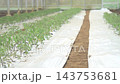 Tomato fields swaying in the wind 143753681