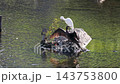一隻鸕鶿和一隻小白鷺在岩石上晾曬翅膀。 143753800