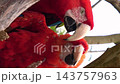 [Vertical Video] Two Scarlet Macaws express affection by intertwining their beaks. 143757963