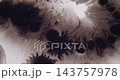 Paint fluid. Pour liquid. Defocused black white chemical bubble water texture blotch spreading on creative abstract background. 143757978