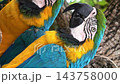 [Vertical Video] Blue and Gold Macaw Eating on a Perch 143758000