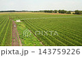Set in a picturesque rural area, this center pivot irrigation system effectively delivers water to vibrant green corn crops, ensuring even hydration throughout the expansive field. 143759226
