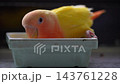 インコ 143761228