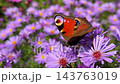 A European Peacock butterfly resting on vibrant purple aster flowers with open wings in a sunlit autumn garden. High quality 4k footage 143763019