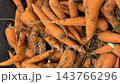 Fresh unwashed carrots covered in soil piled together, showing natural roots, orange vegetables, earthy texture, and agricultural harvest detail for food, farming, market, and organic produce video Fresh unwashed carrots covered in soil piled together, showing natural roots, orange vegetables, earthy texture, and agricultural harvest detail for food, farming, market, and organic produce video 143766296