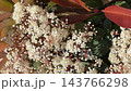 Delicate white flowering branch with reddish foliage fills vertical frame, offering botanical texture, seasonal nature detail, and copy space for floral, garden, lifestyle, or editorial video Delicate white flowering branch with reddish foliage fills vertical frame, offering botanical texture, seasonal nature detail, and copy space for floral, garden, lifestyle, or editorial video 143766298